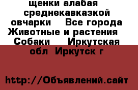 щенки алабая ( среднекавказкой овчарки) - Все города Животные и растения » Собаки   . Иркутская обл.,Иркутск г.